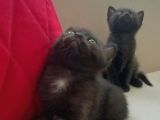 Yavru British Shorthair