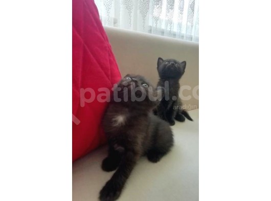 Yavru British Shorthair