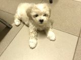 Tatli Di̇şi̇ Malti̇poo