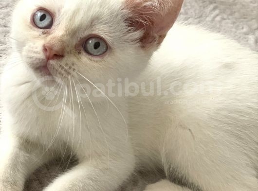 Lütfen Sadece Ciddi Alıcılar Ulaşsın