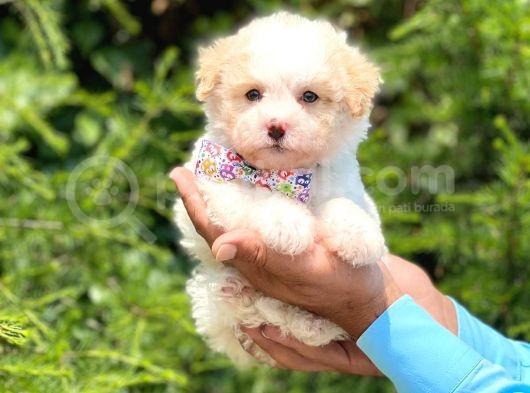 Minik Maltese Terrrier görsel