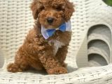 Red Toy Poodle