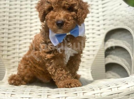 Red Toy Poodle görsel