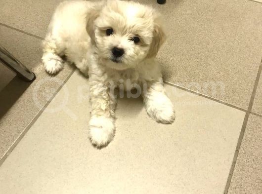 Tatli Di̇şi̇ Malti̇poo görsel