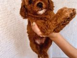 Mathilda Doğum Yaptı Safkan Poodle Yavrular Yuva Arıyor