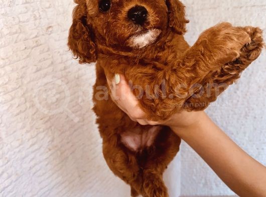 Mathilda Doğum Yaptı Safkan Poodle Yavrular Yuva Arıyor görsel