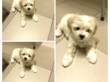 Şirin Maltipoo