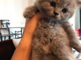 45 Günlük Scottish Fold Britishshort Hair Gri Ve Lilac Yavrular