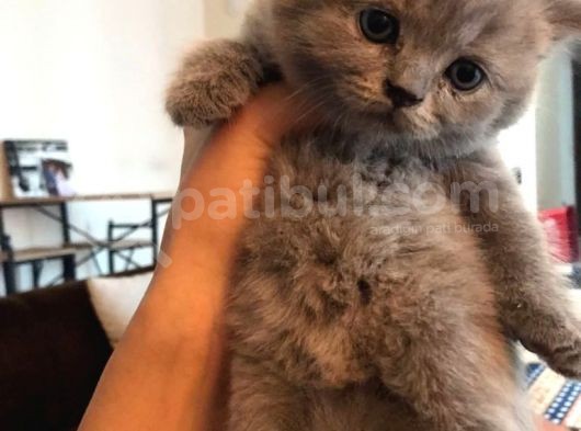 45 Günlük Scottish Fold Britishshort Hair Gri Ve Lilac Yavrular görsel