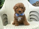 Red Toy Poodle