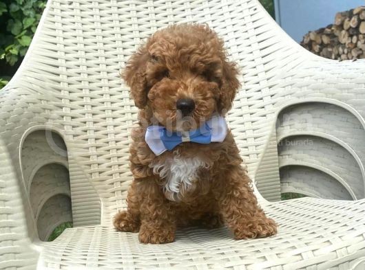 Red Toy Poodle görsel