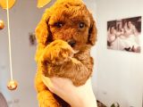 Mathilda Doğum Yaptı Safkan Poodle Yavrular Yuva Arıyor