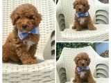 Red Toy Poodle