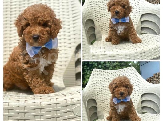 Red Toy Poodle