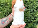 Sevimli Dişi Cavalier King Charles Yavrumuz