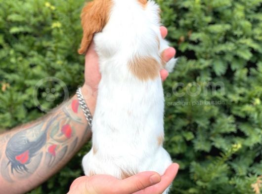 Sevimli Dişi Cavalier King Charles Yavrumuz görsel