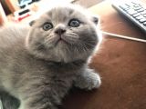45 Günlük Scottish Fold Britishshort Hair Gri Ve Lilac Yavrular