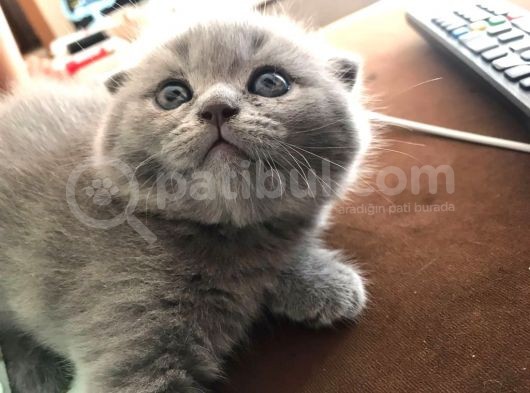 45 Günlük Scottish Fold Britishshort Hair Gri Ve Lilac Yavrular görsel