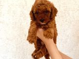 Mathilda Doğum Yaptı Safkan Poodle Yavrular Yuva Arıyor