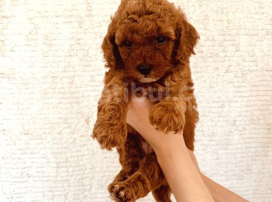 Mathilda Doğum Yaptı Safkan Poodle Yavrular Yuva Arıyor görsel