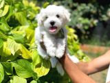 Tatli Maltese Yavrumuz