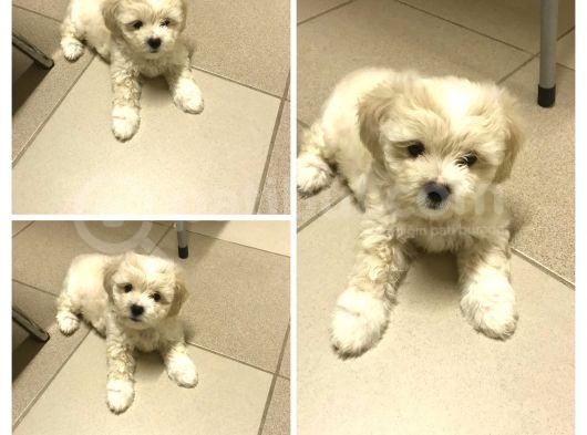 Tatli Di̇şi̇ Malti̇poo