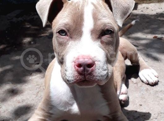 Dünyalar Tatlısı Rednose görsel