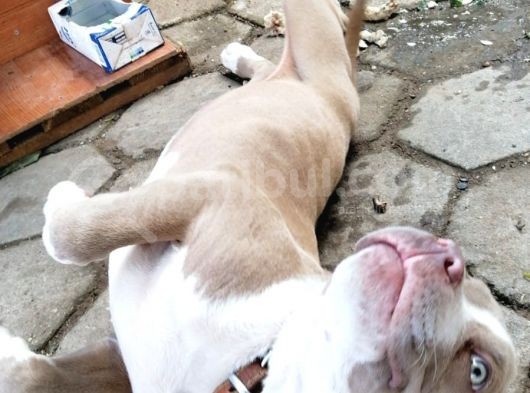 Dünyalar Tatlısı Rednose görsel