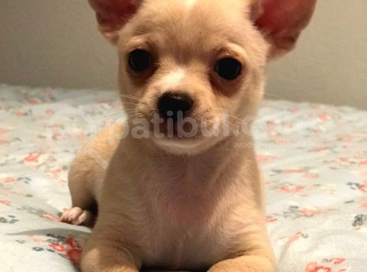 Chihuahua Yavru