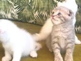 Rezerveye Uygun Bebişler(Açıklamayı Okuyunuz)