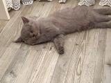 3 Aylık British Shorthair