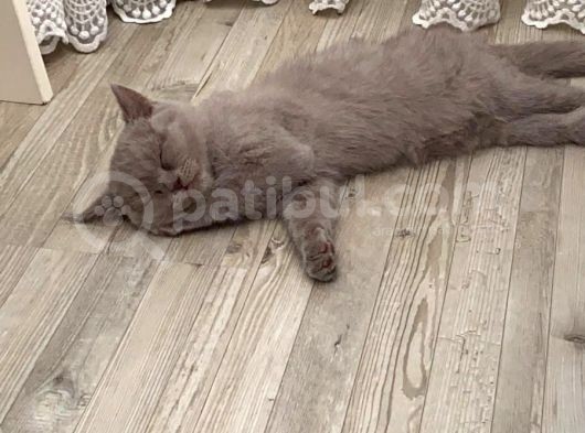 3 Aylık British Shorthair görsel