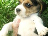 Beagle