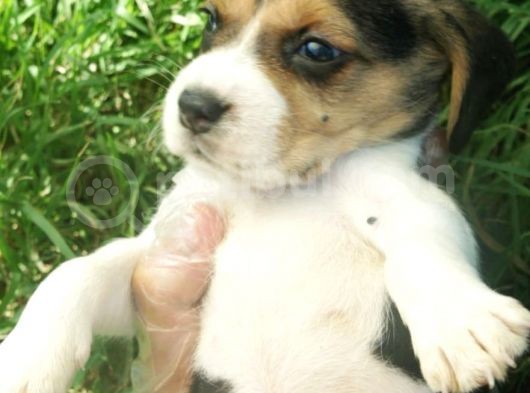 Beagle görsel
