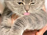 11 Aylık Scottish Fold