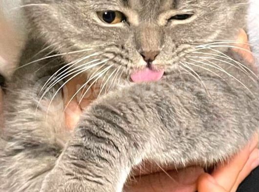 11 Aylık Scottish Fold görsel
