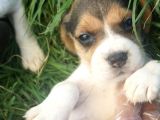 Beagle
