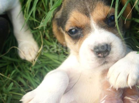 Beagle görsel