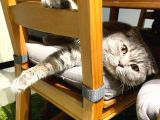 11 Aylık Scottish Fold