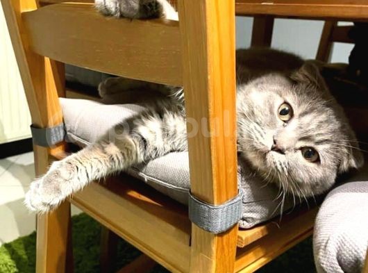 11 Aylık Scottish Fold görsel