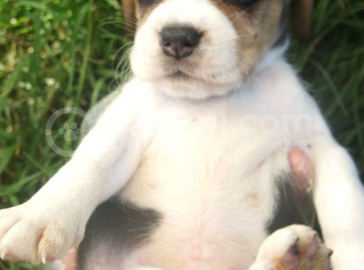 Beagle görsel