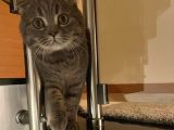 11 Aylık Scottish Fold