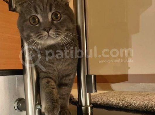11 Aylık Scottish Fold görsel