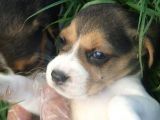 Beagle
