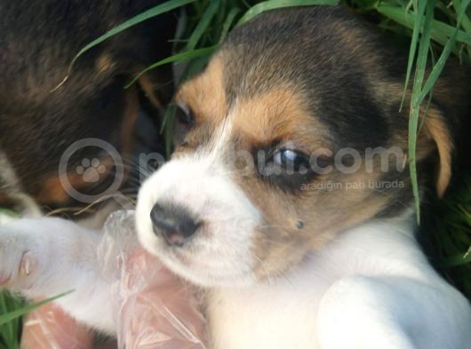 Beagle görsel
