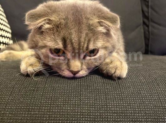 11 Aylık Scottish Fold görsel