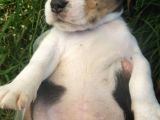 Beagle