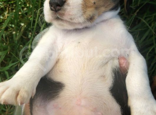 Beagle görsel