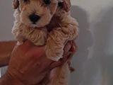 Mini Red Maltipoo F1
