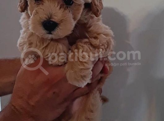Mini Red Maltipoo F1 görsel